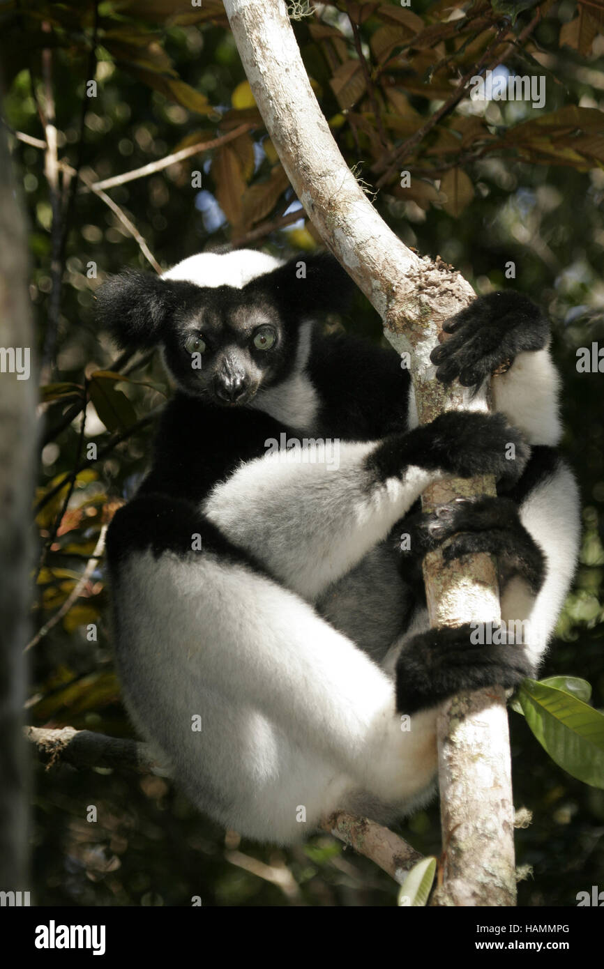 Indri appoggiata al ramo Foto Stock