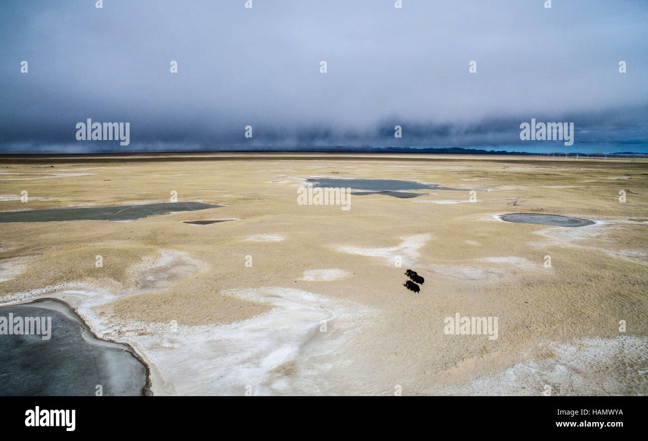 (161202) -- GOLMUD, Dicembre 2, 2016 (Xinhua) -- foto aerea presa il 1 dicembre, 2016 mostra lo scenario di Hoh Xil, a nord-ovest della Cina di Provincia di Qinghai. La Hoh Xil Riserva Naturale con altitudine media più di 4.600 metri, coprendo una superficie di 45.000 chilometri quadrati, è la casa per oltre 230 specie di animali selvatici. (Xinhua/Wu pista) (zyd) Foto Stock