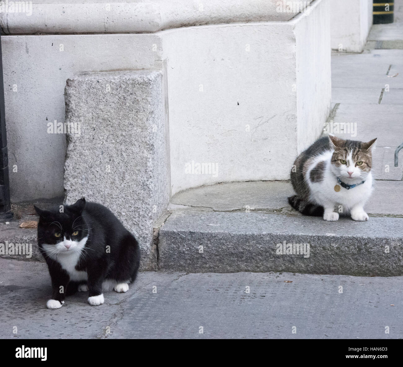 Londra, 3° dicembre 2016, Palmerston, il Foreign Office cat (bianco e nero) si allontana da un confronto con Larry, di Downing Street Cat Credito: Ian Davidson/Alamy Live News Foto Stock