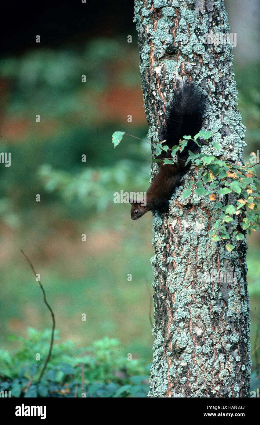 Eichhoernchen am Baum Foto Stock