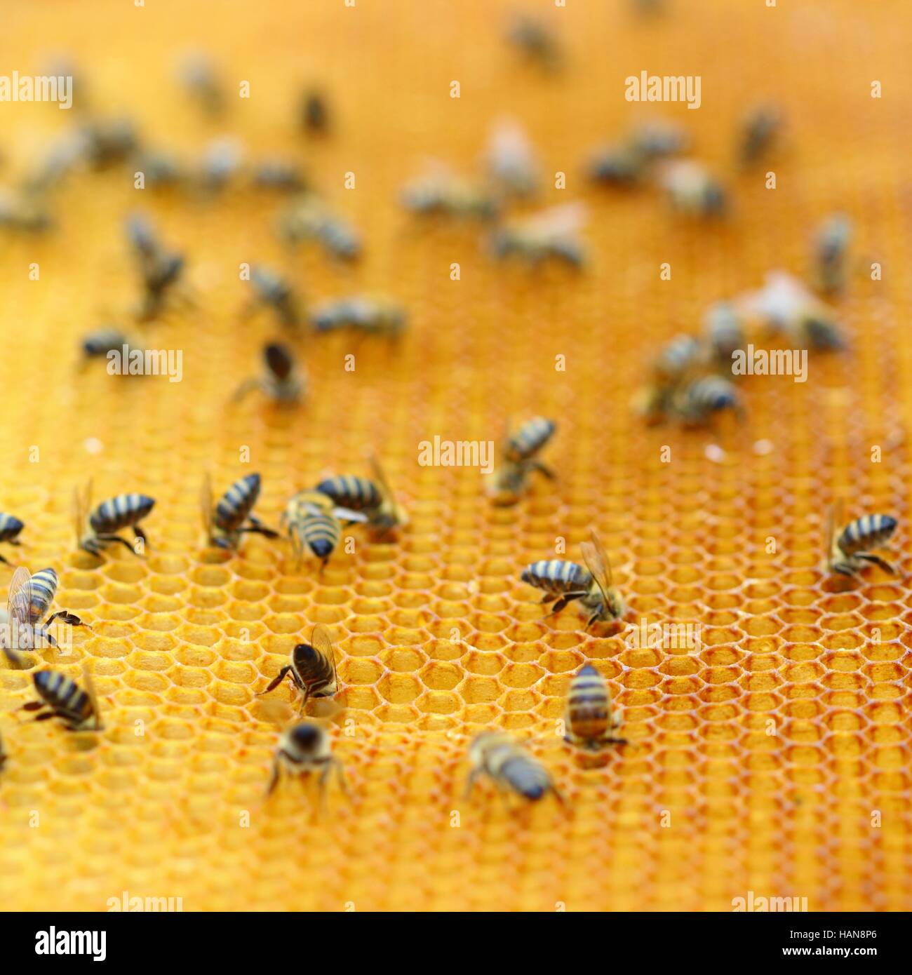 Le api da miele di favo di miele Foto Stock