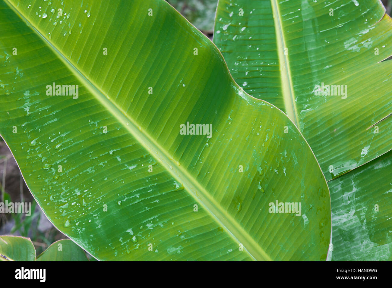 Verde Tropical vegetali a foglia con gocce d'acqua Foto Stock