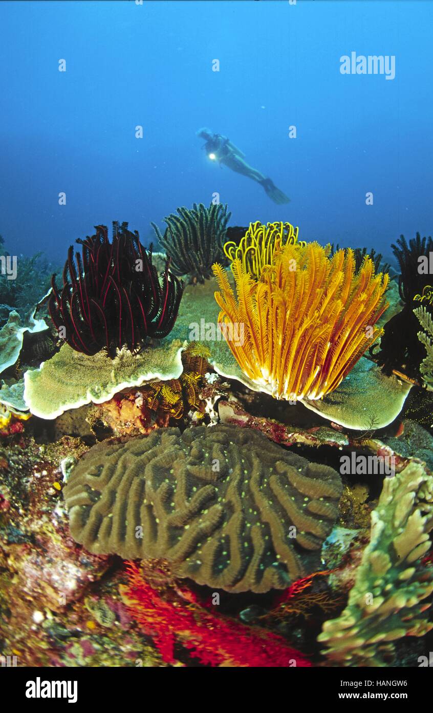 Korallengärten mit Taucherin Foto Stock