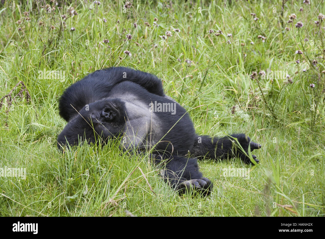 Gorilla di Montagna (Gorilla gorilla berengei) Foto Stock