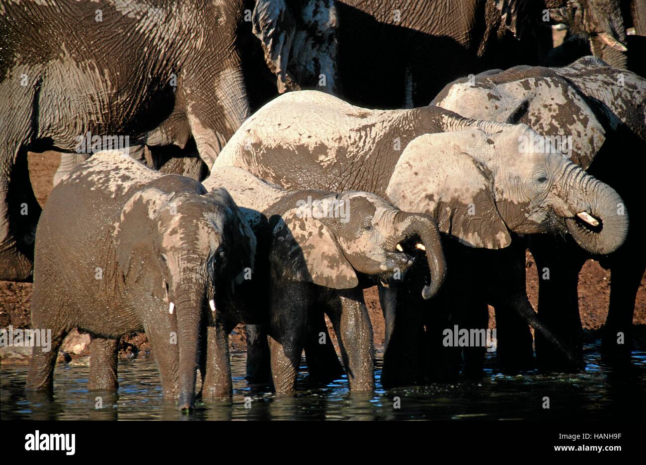 Afrik. Elefanten Foto Stock
