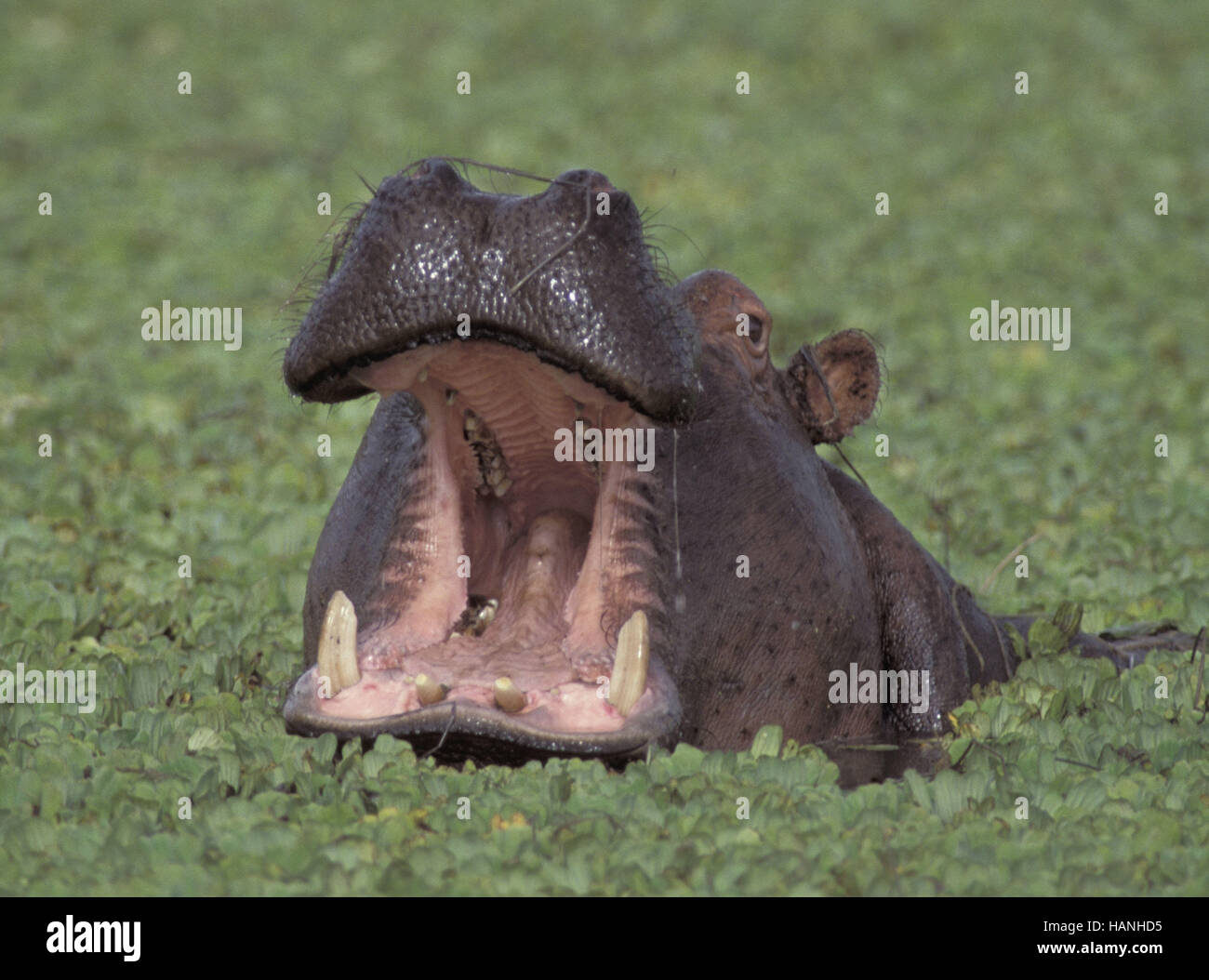 Ippopotamo, Flusspferd. Foto Stock