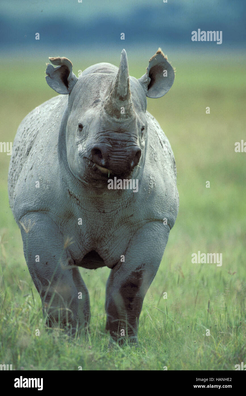 Rhinocerus, Nashorn Foto Stock