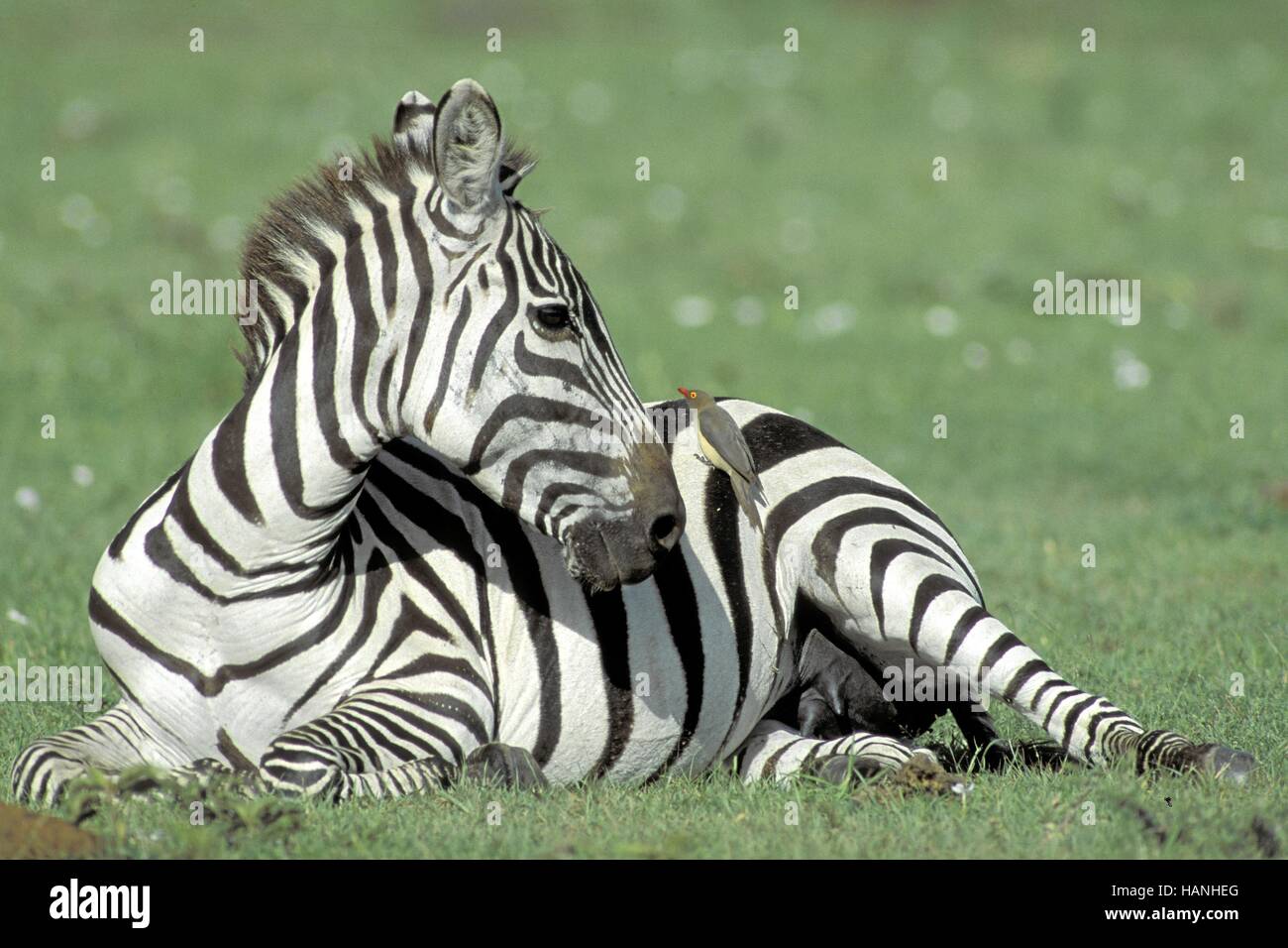 Zebra, Steppenzebra, Foto Stock
