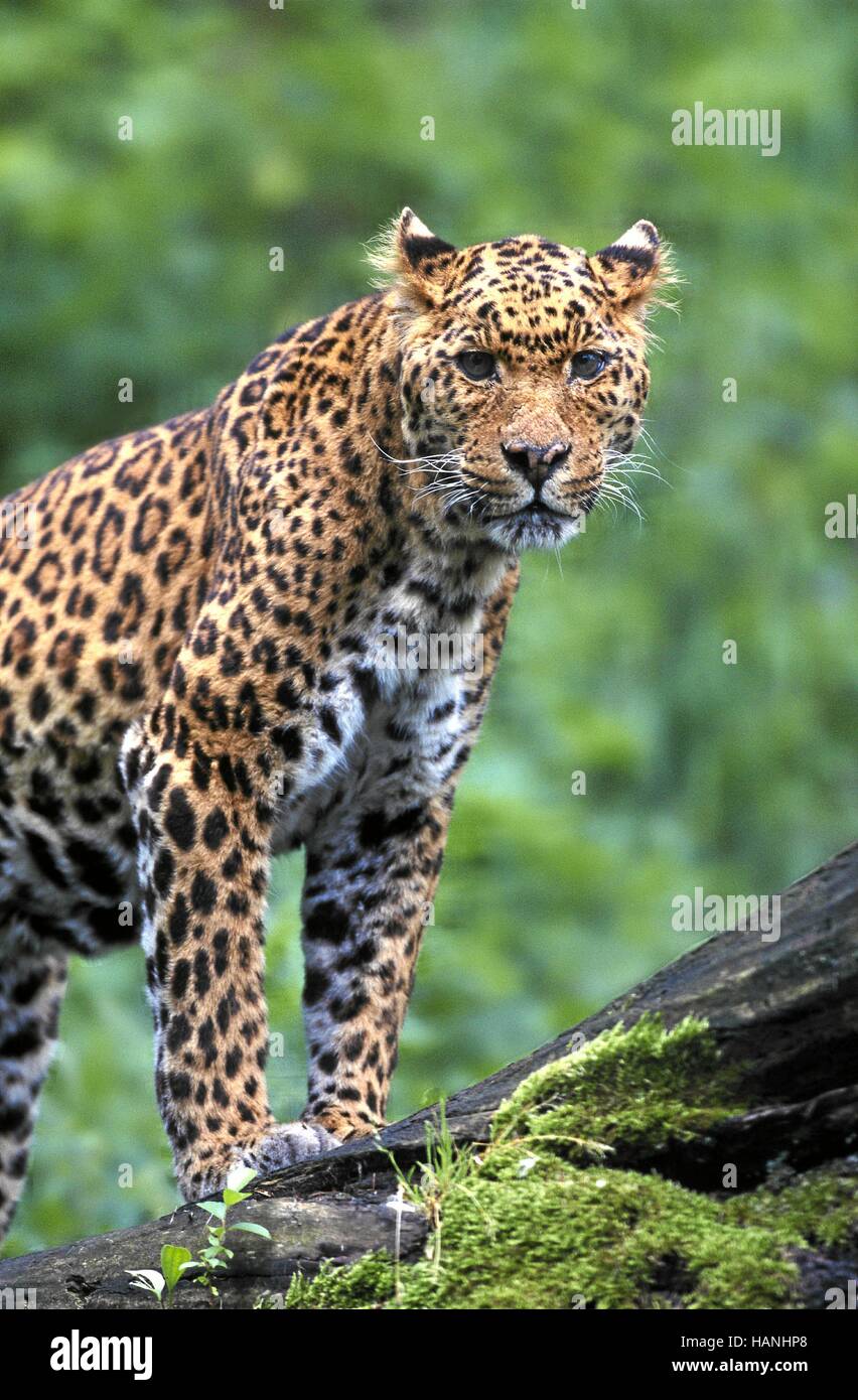 Leopard (Panthera leo) / [Afrika Foto Stock