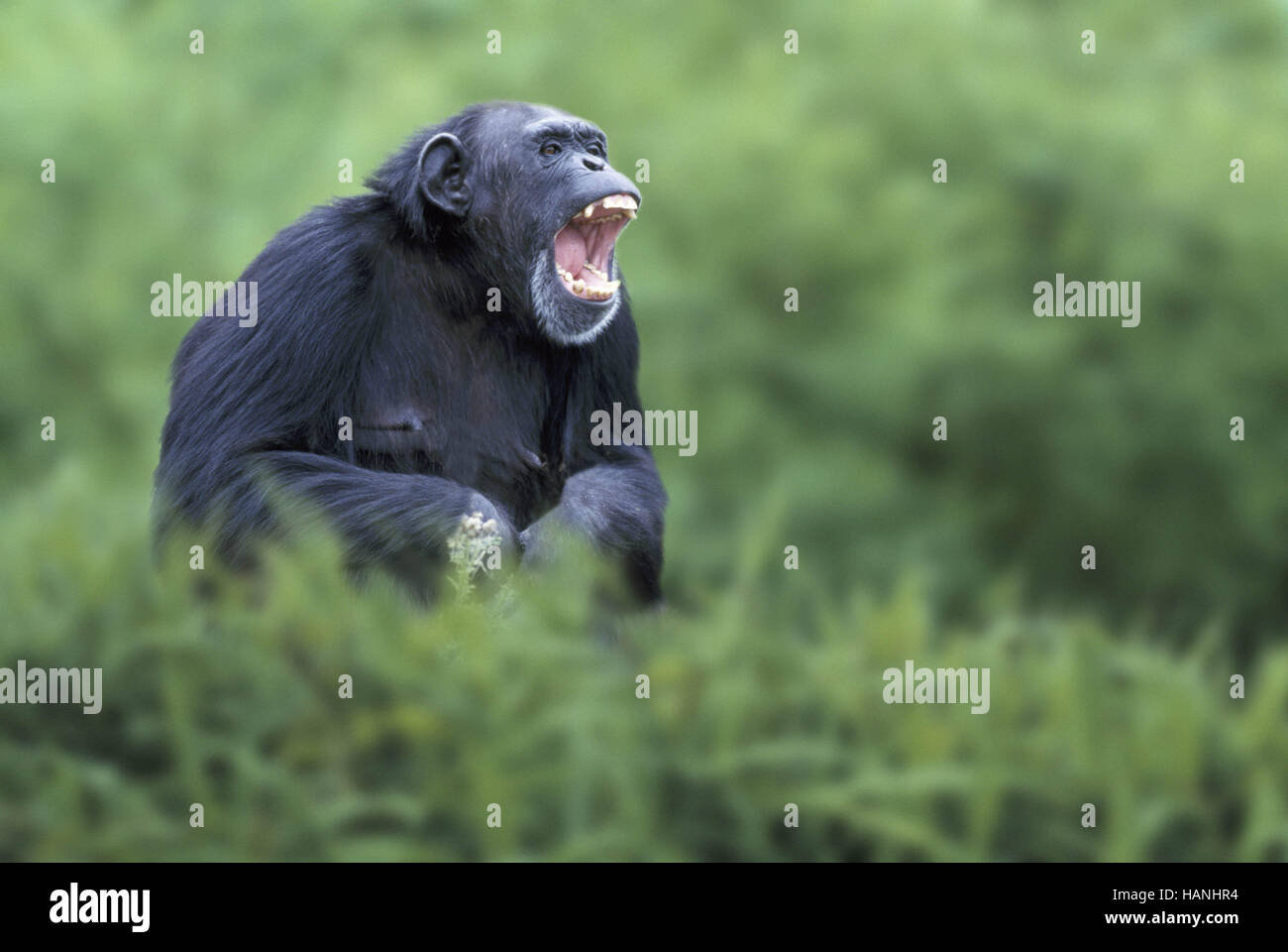 Uno scimpanzé / Chimpy / Schimpanse Foto Stock