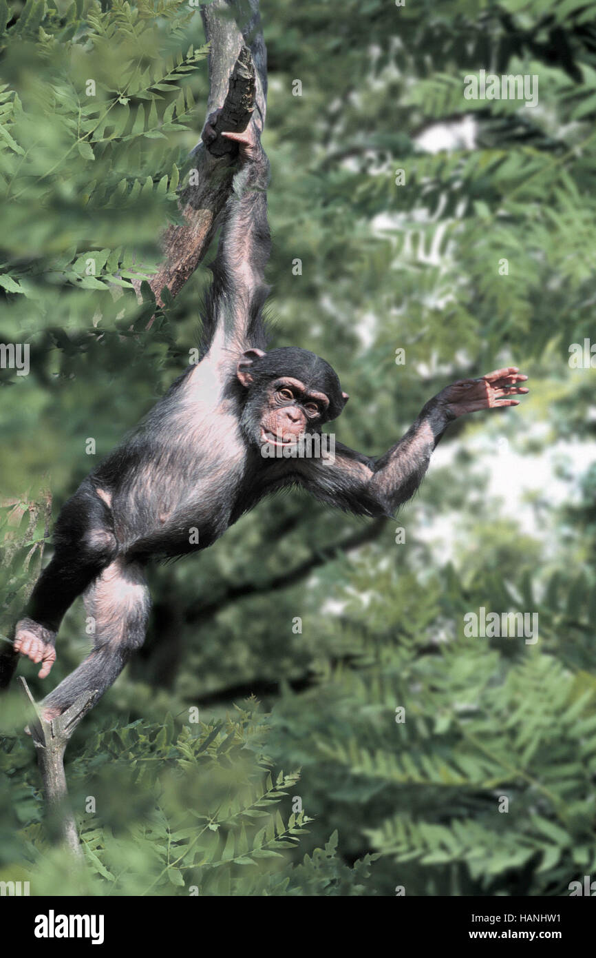 Uno scimpanzé / Chimpy / Schimpanse Foto Stock