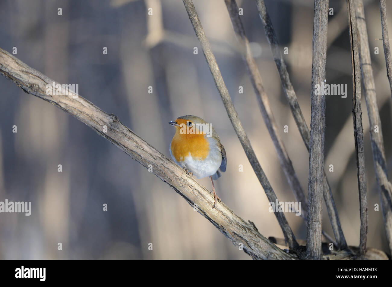 Europeo di palissonatura Robin (Erithacus rubecula) in inverno. Mosca, Russia Foto Stock