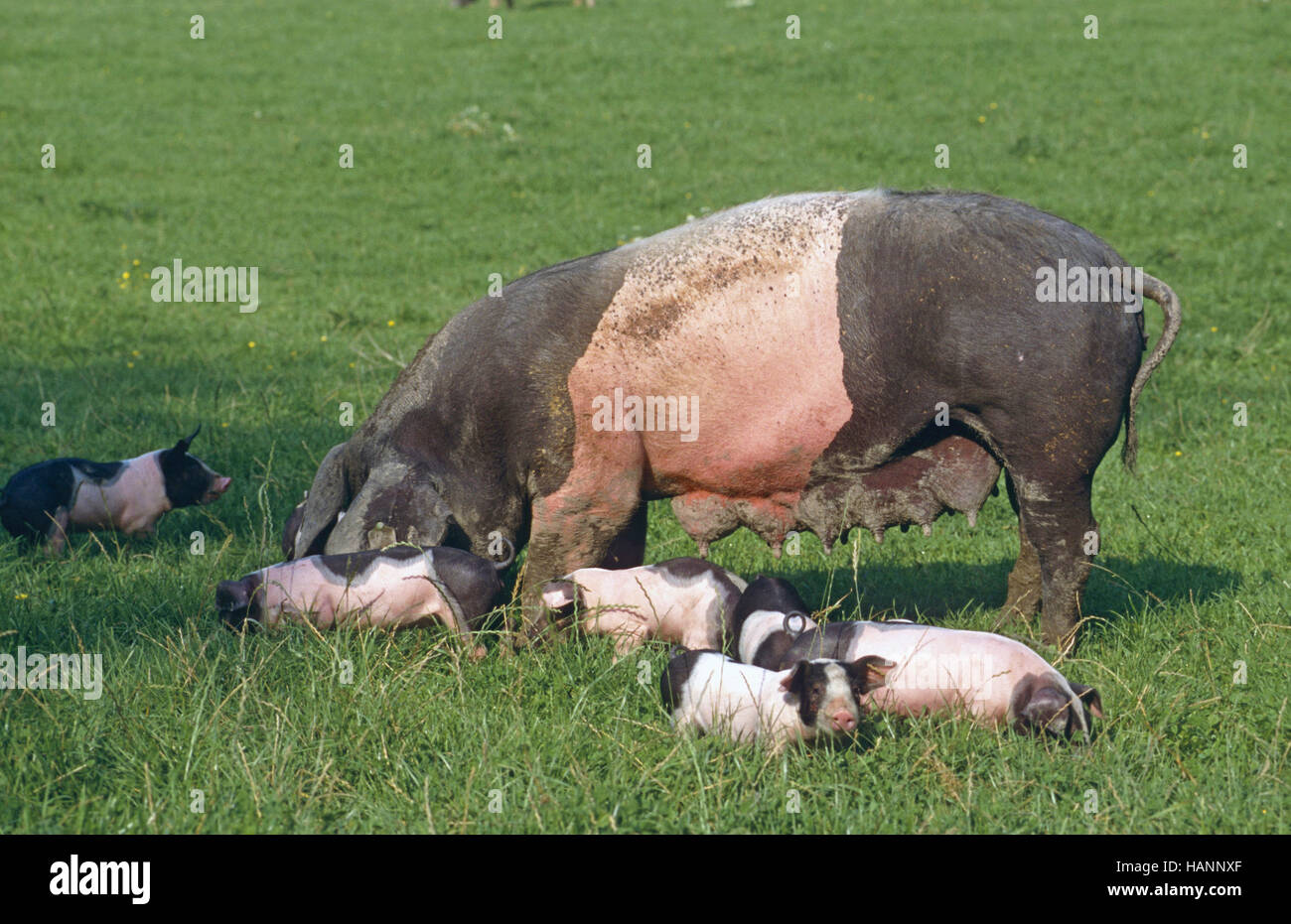 Maiale Schwaebisch-Haellisch, Germania meridionale Foto Stock