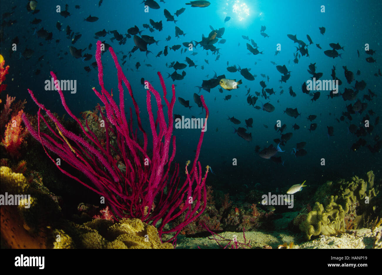 Unterwasserlandschaft Foto Stock