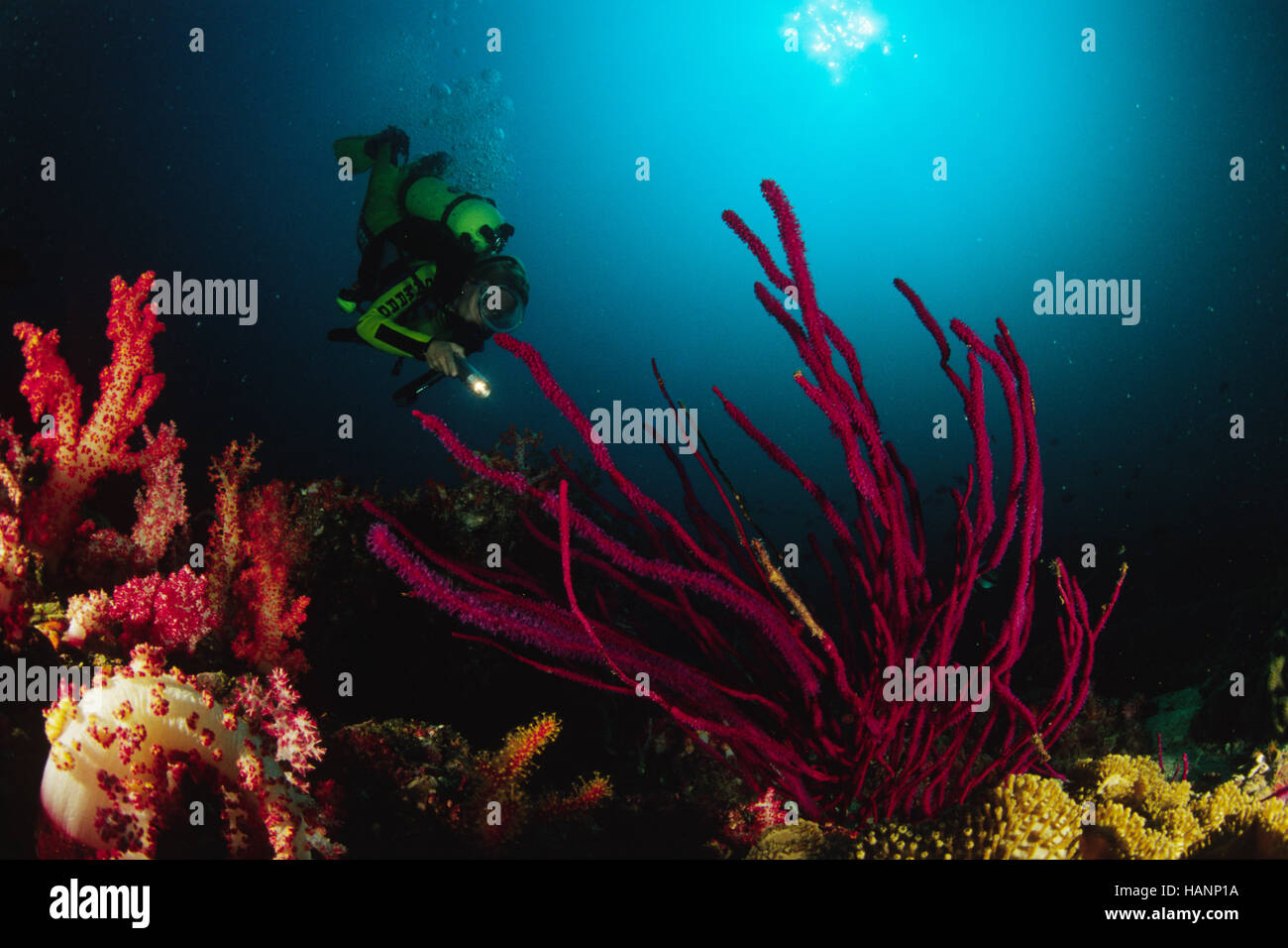 Unterwasserlandschaft mit Taucher Foto Stock