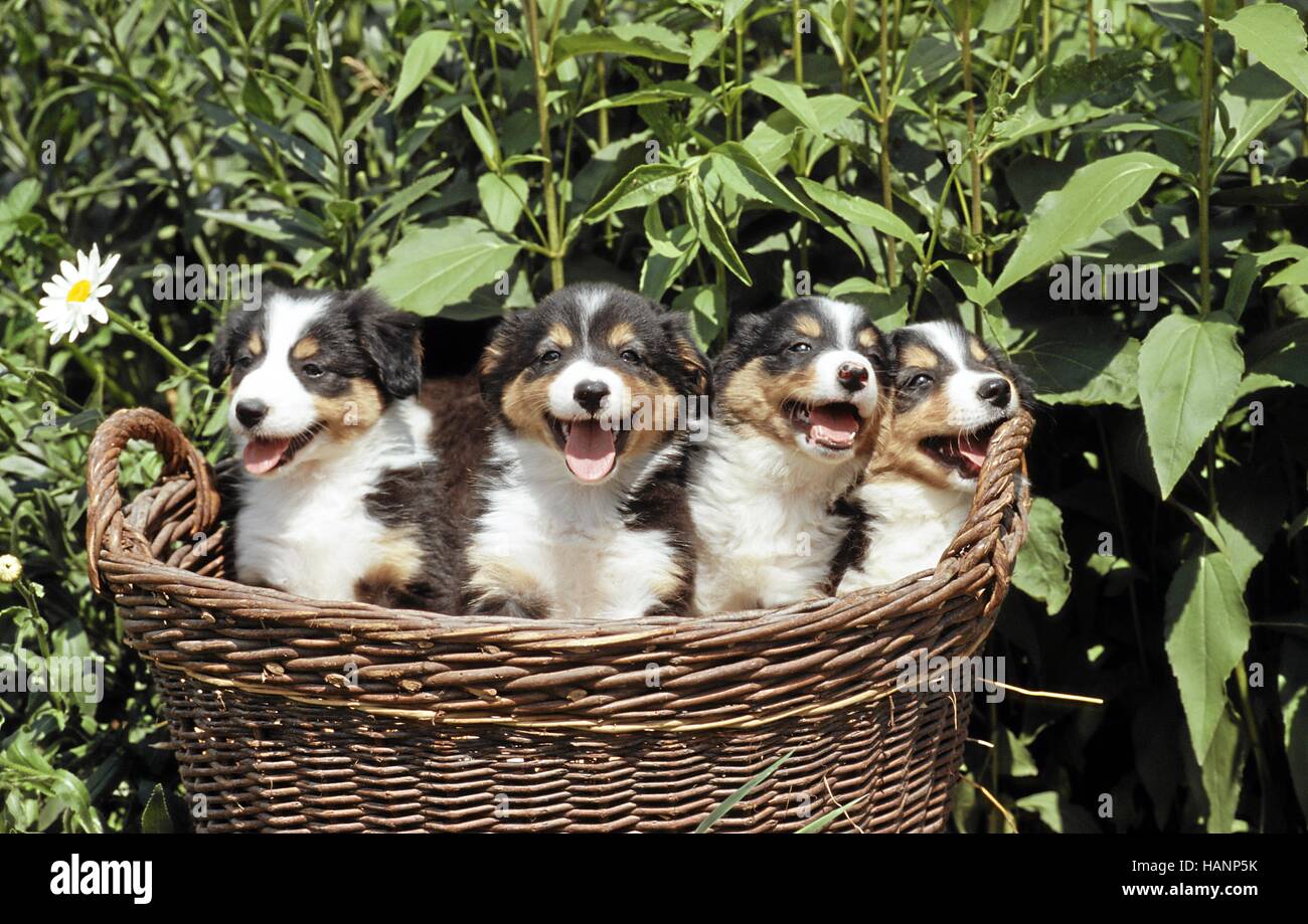 Collie di bordo Foto Stock