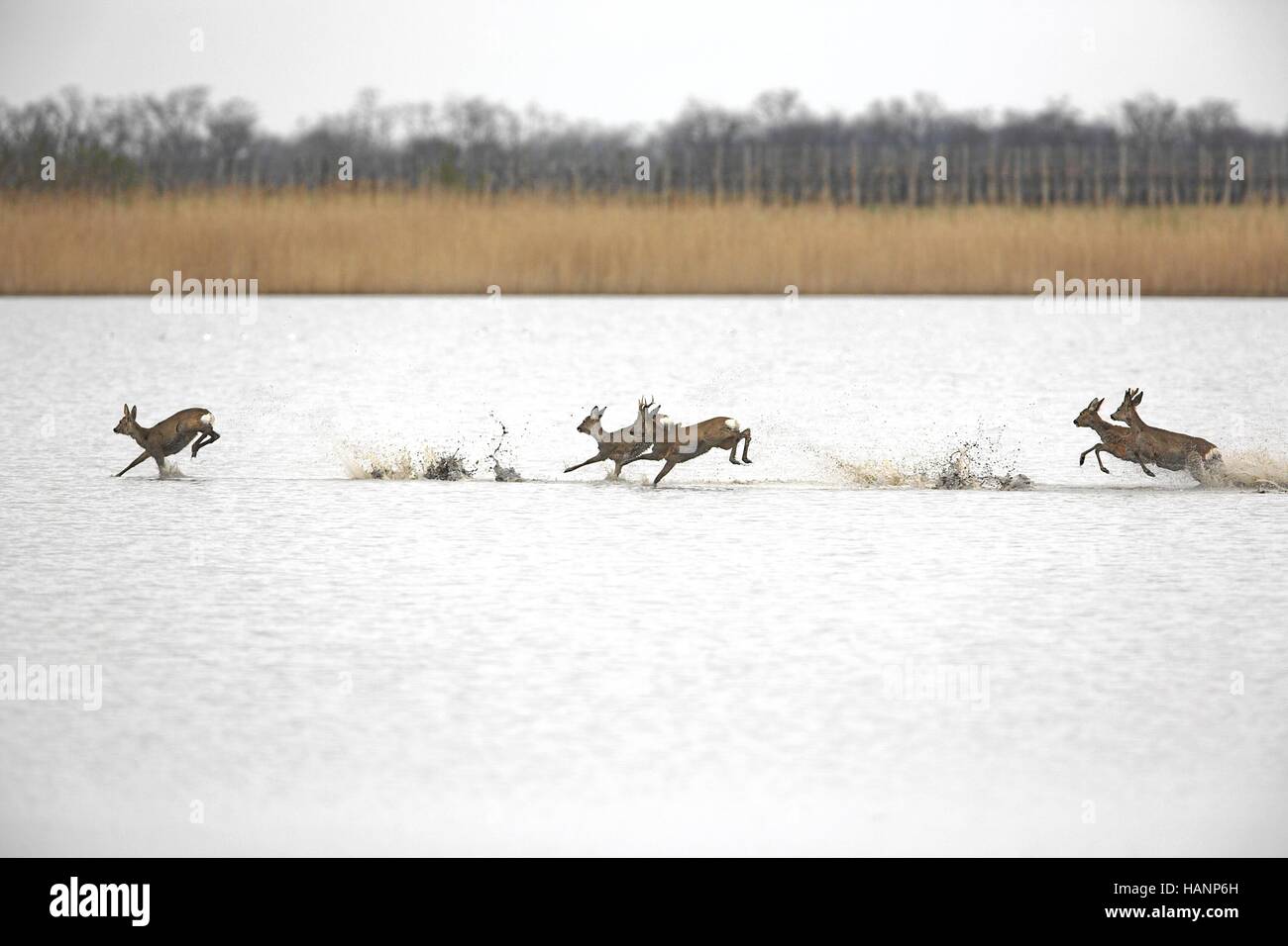 Reh, (lat. Capreolus capreolus) Foto Stock