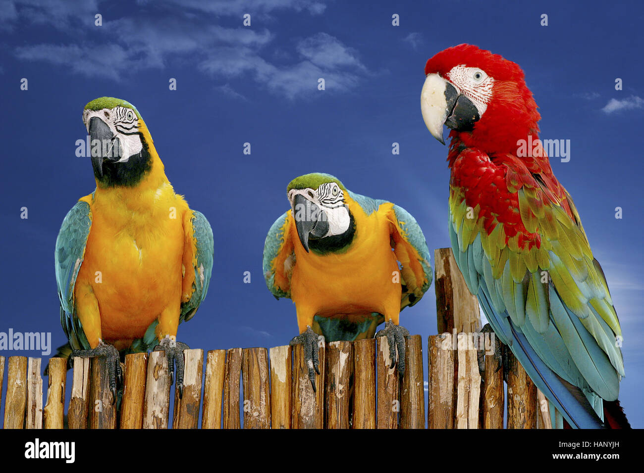 Ara, vero macaws, pappagalli Foto Stock