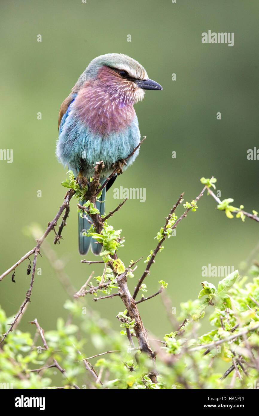 Lilla-rullo di petto Foto Stock