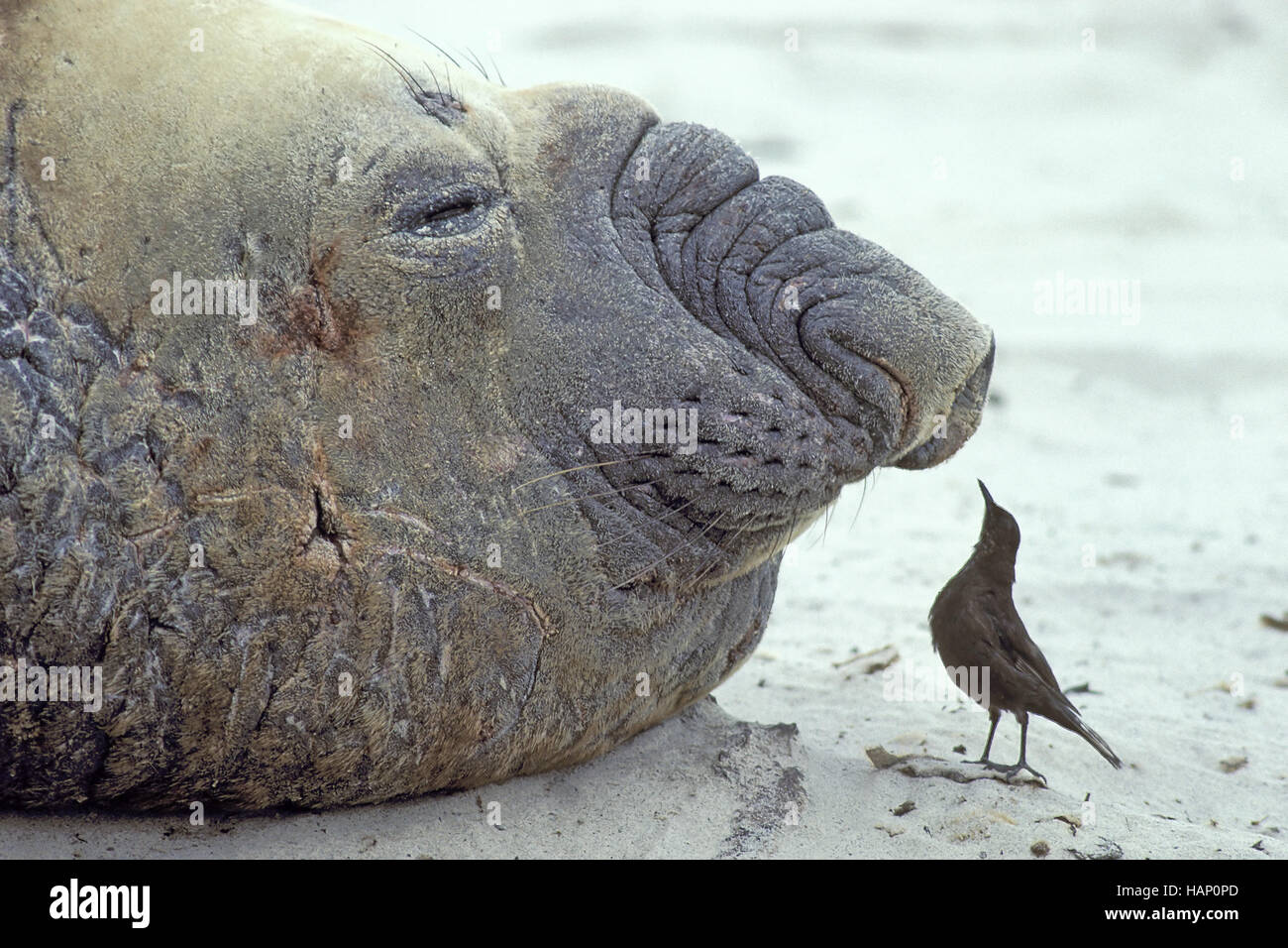 Elefante marino del sud & Tussac bird, Foto Stock