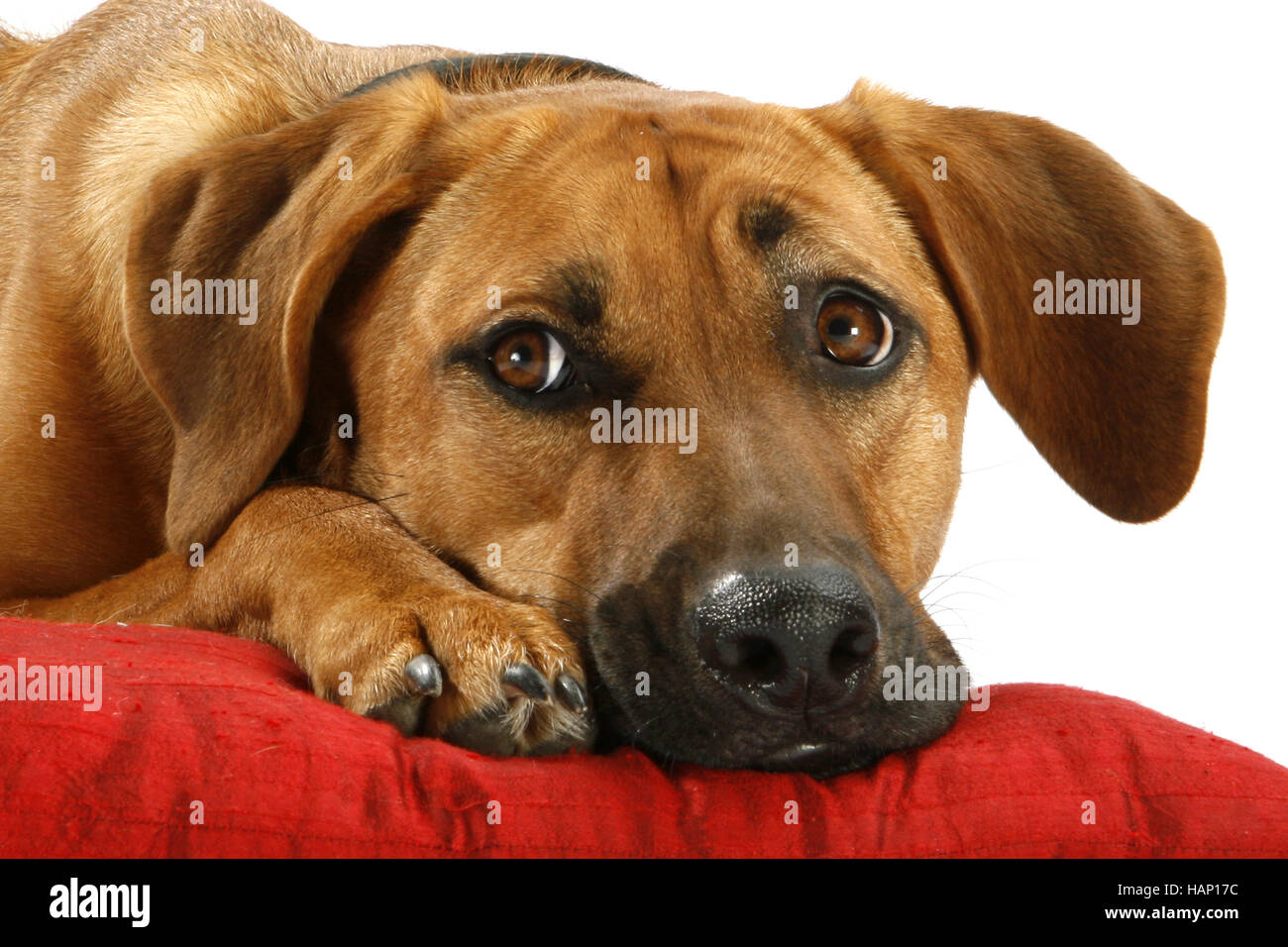 La metà della razza di cani Mongrel Foto Stock