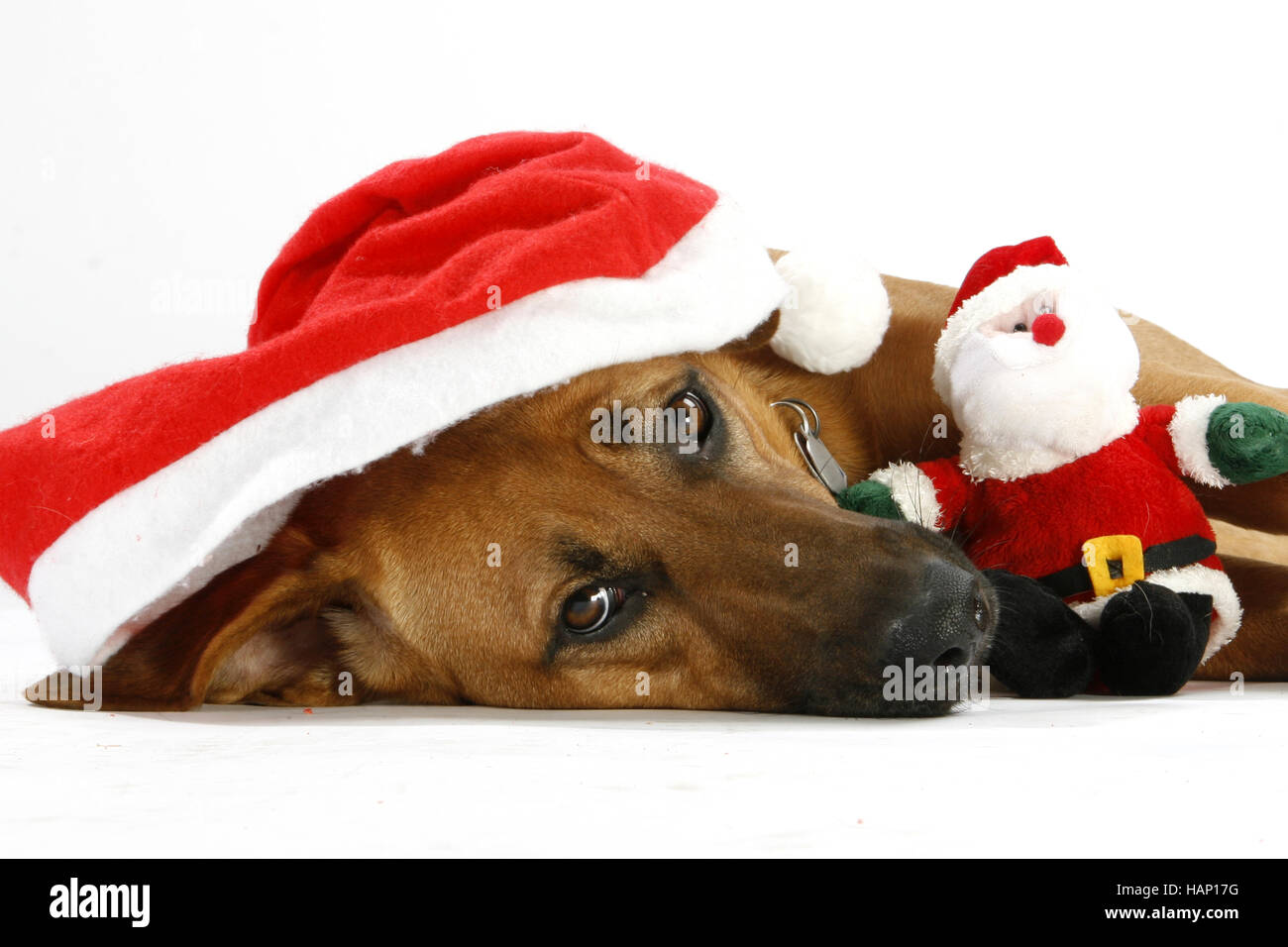 Mischlingshund, Mixbreed cane Foto Stock