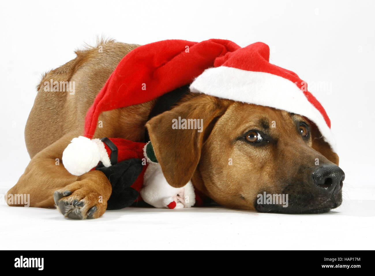Mischlingshund, Mixbreed cane Foto Stock