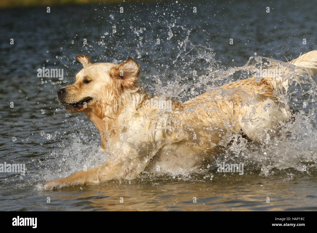 Il Golden Retriever cane Foto Stock