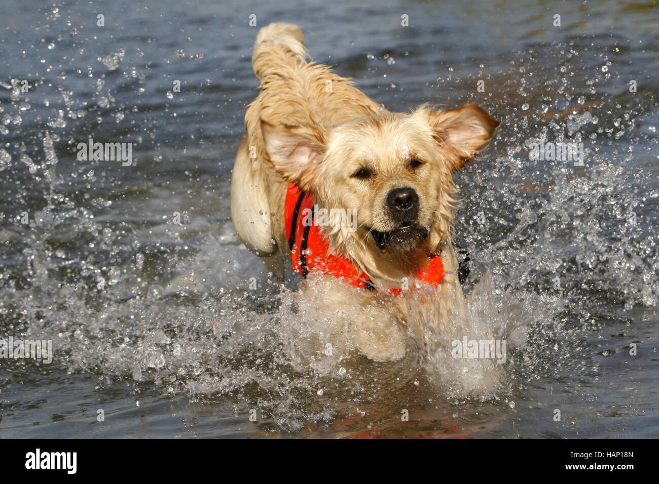 Il Golden Retriever cane Foto Stock