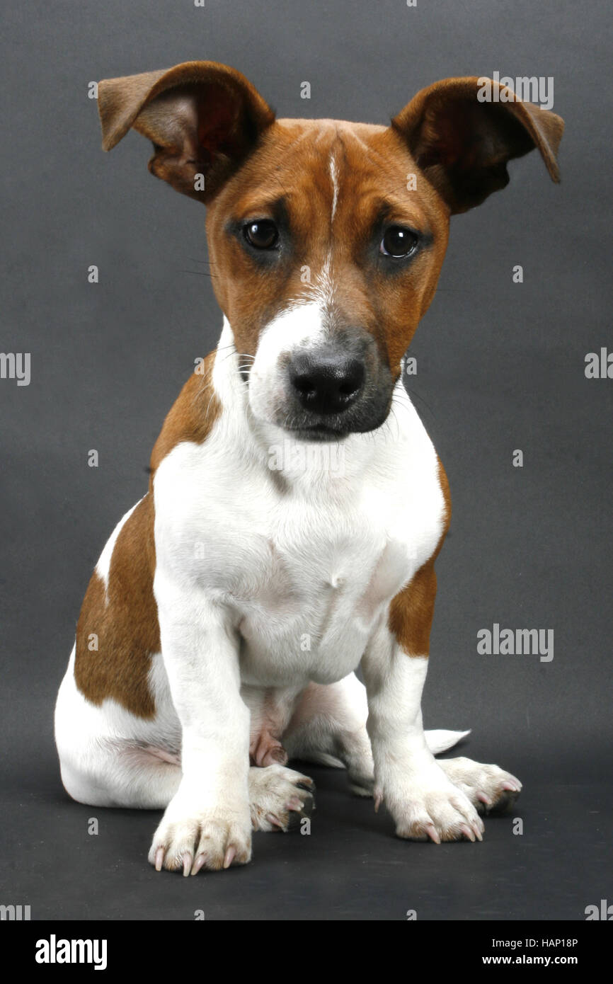 Jack Russel Terrier, Junghund, 12 Wochen alt Foto Stock