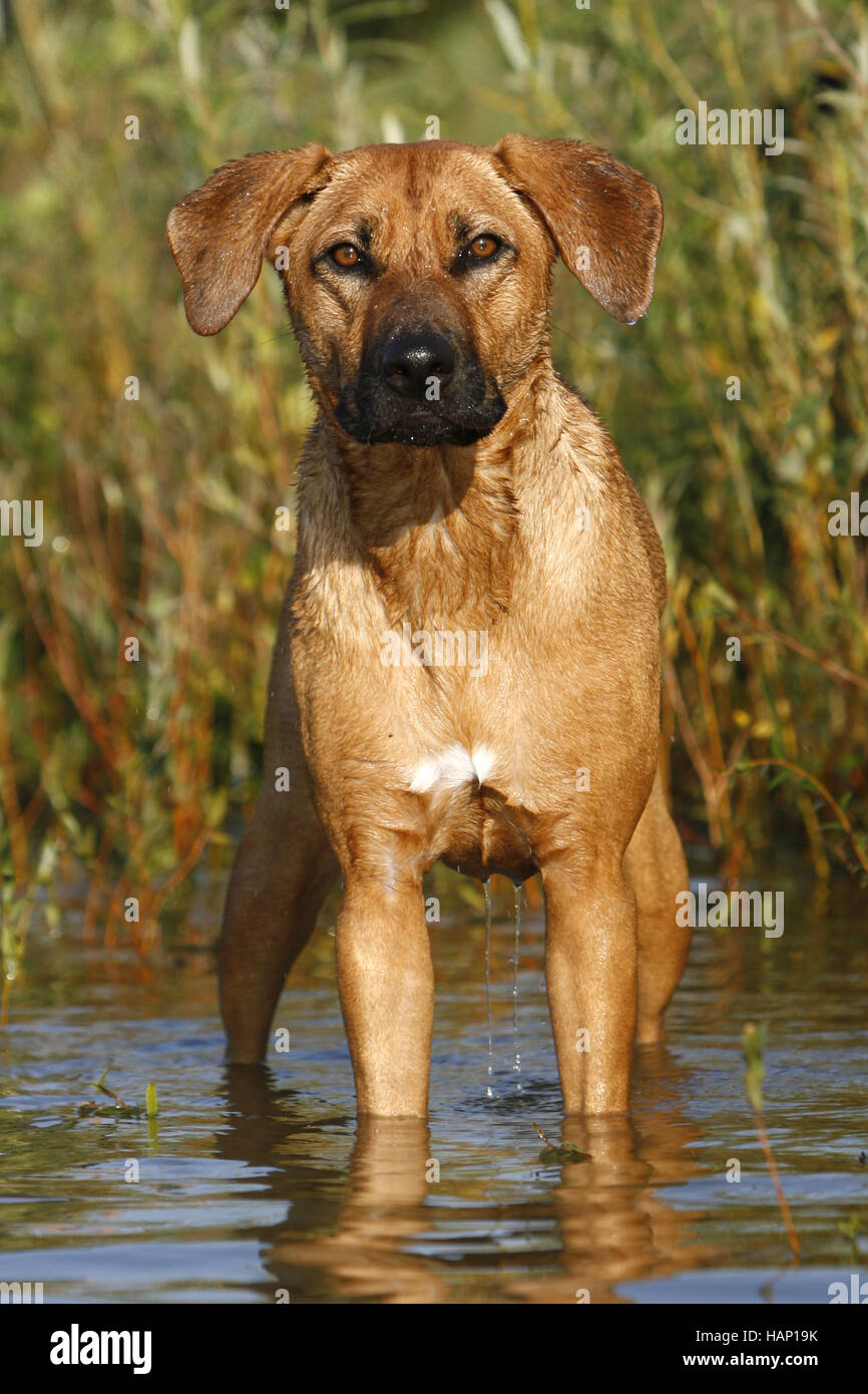 La metà della razza di cani Mongrel Foto Stock