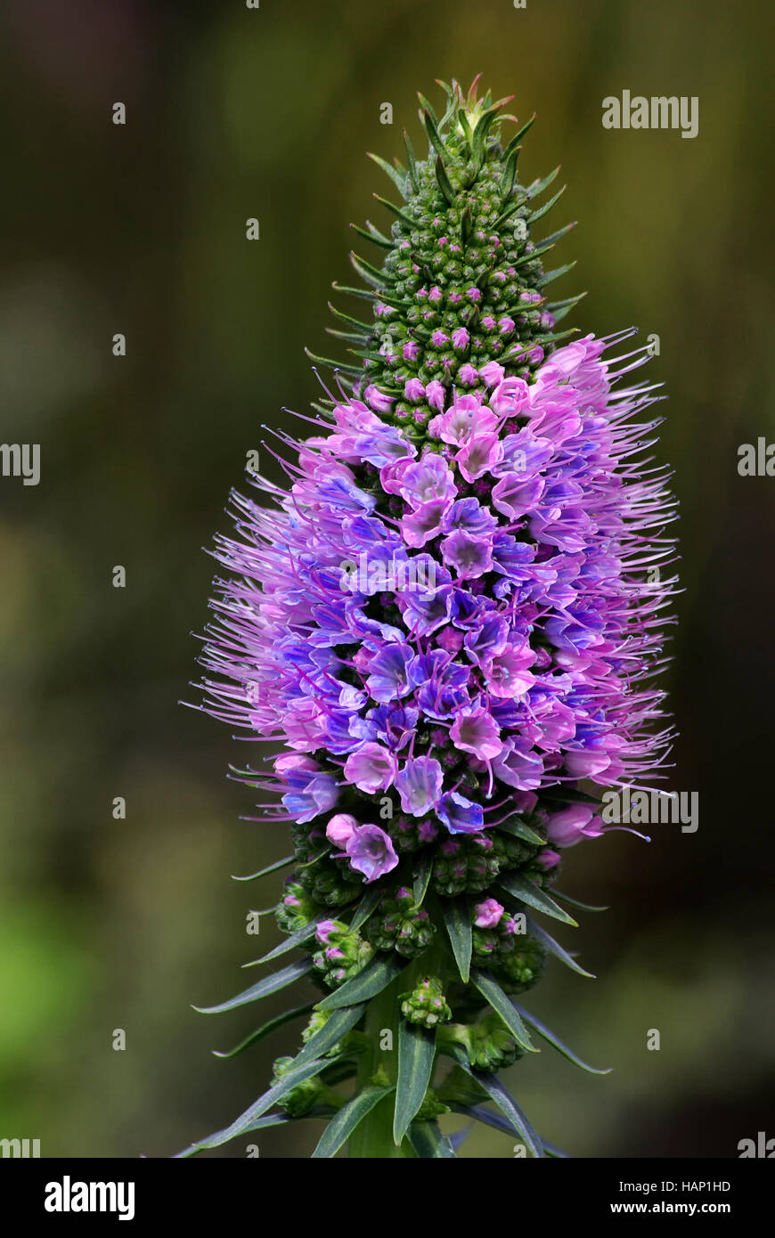 Echium candicans Foto Stock