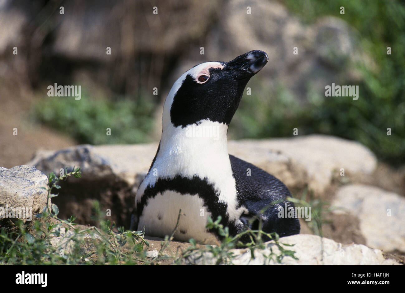 pinguino di Jackass Foto Stock