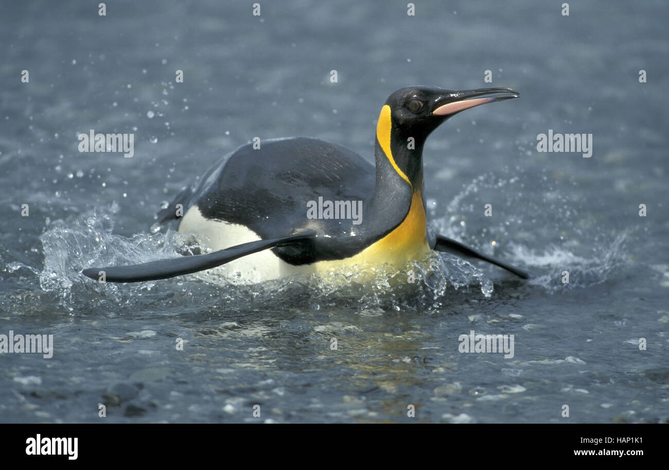 re pinguino Foto Stock