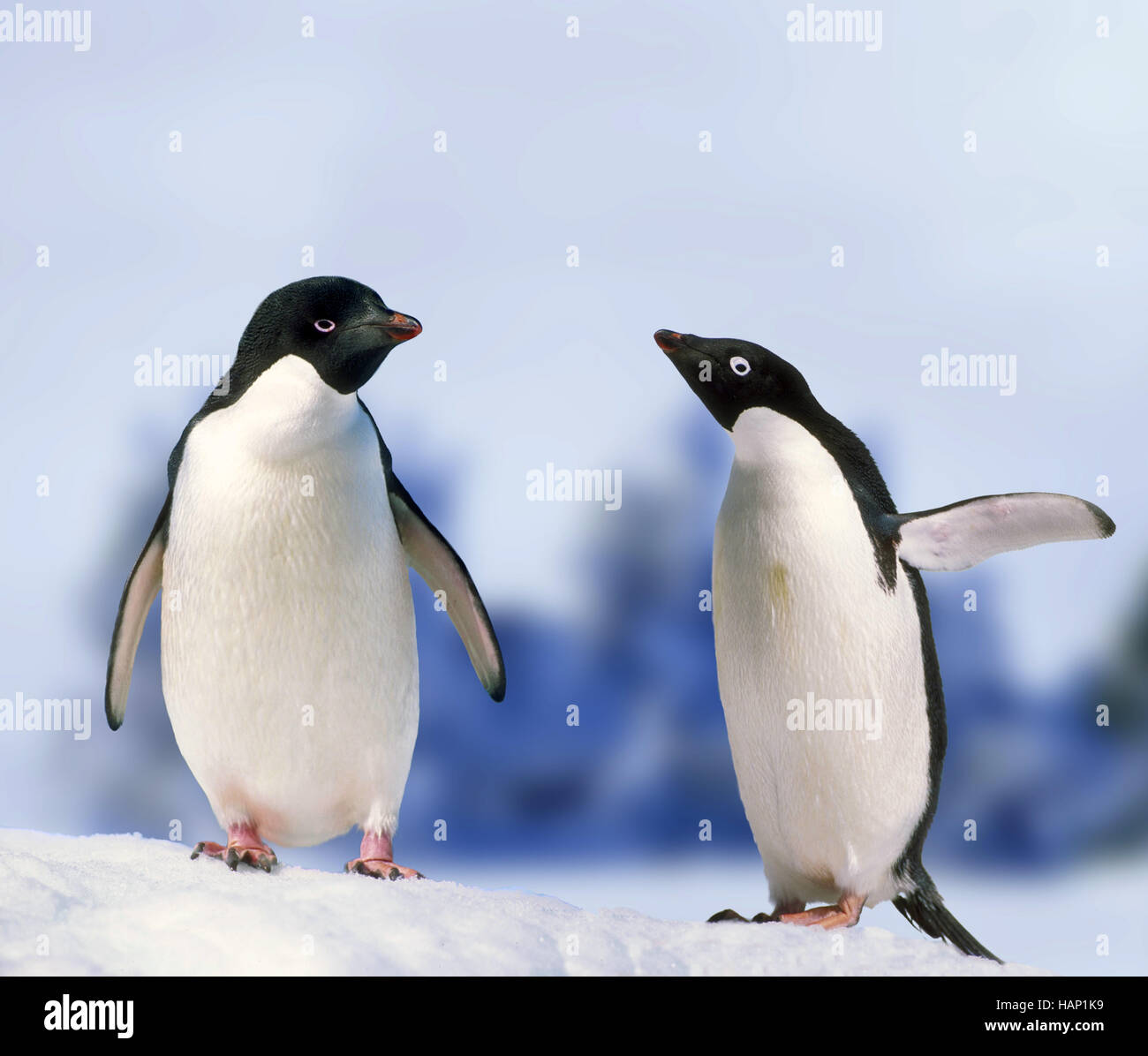 Pinguin, sfeniscidi, penguin Foto Stock
