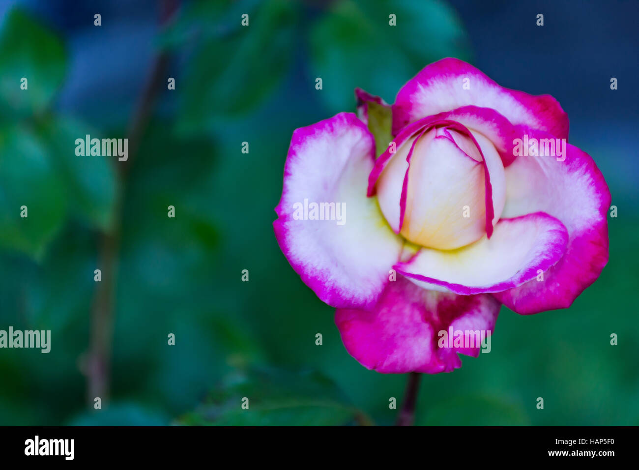 Rosa rosa chinensis molla di piante e fiori rosa giapponese Foto Stock