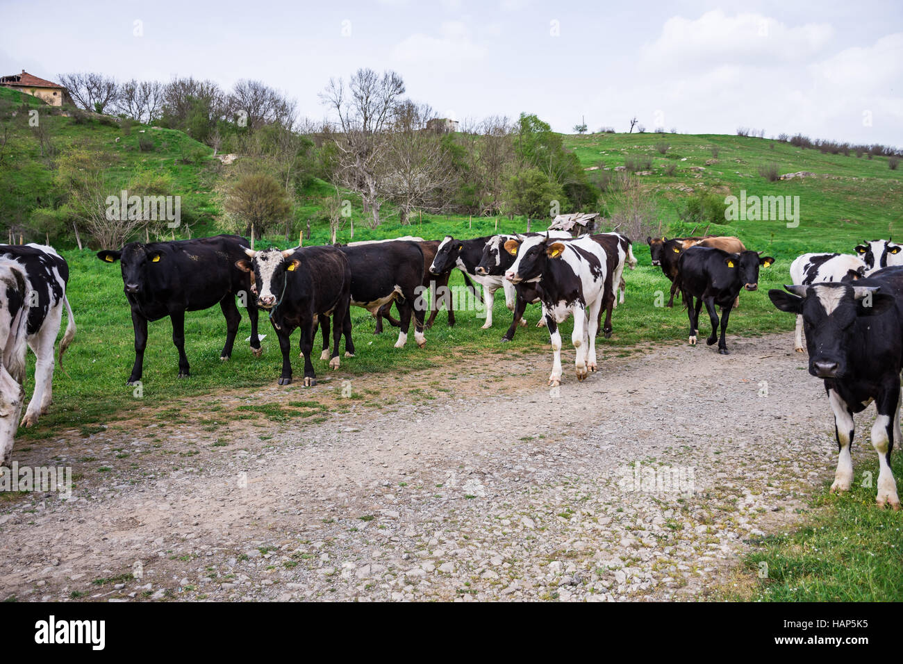 Il bulgaro marrone nero bianco vacche domestiche Bos Taurus mammiferi europeo - 09-04-2016 - Bistrets, Bulgaria Foto Stock