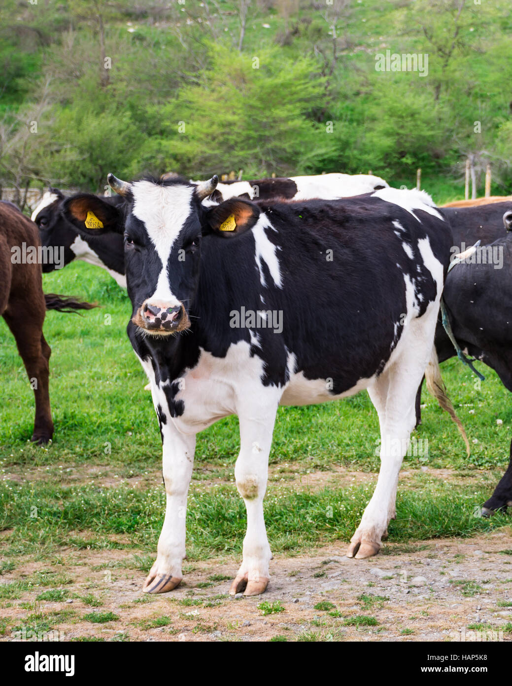 Il bulgaro marrone nero bianco vacca domestica Bos Taurus mammifero europeo - 09-04-2016 - Bistrets, Bulgaria Foto Stock