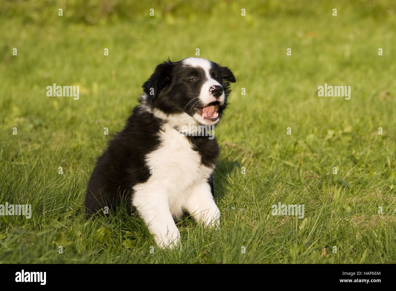 Collie di bordo Foto Stock