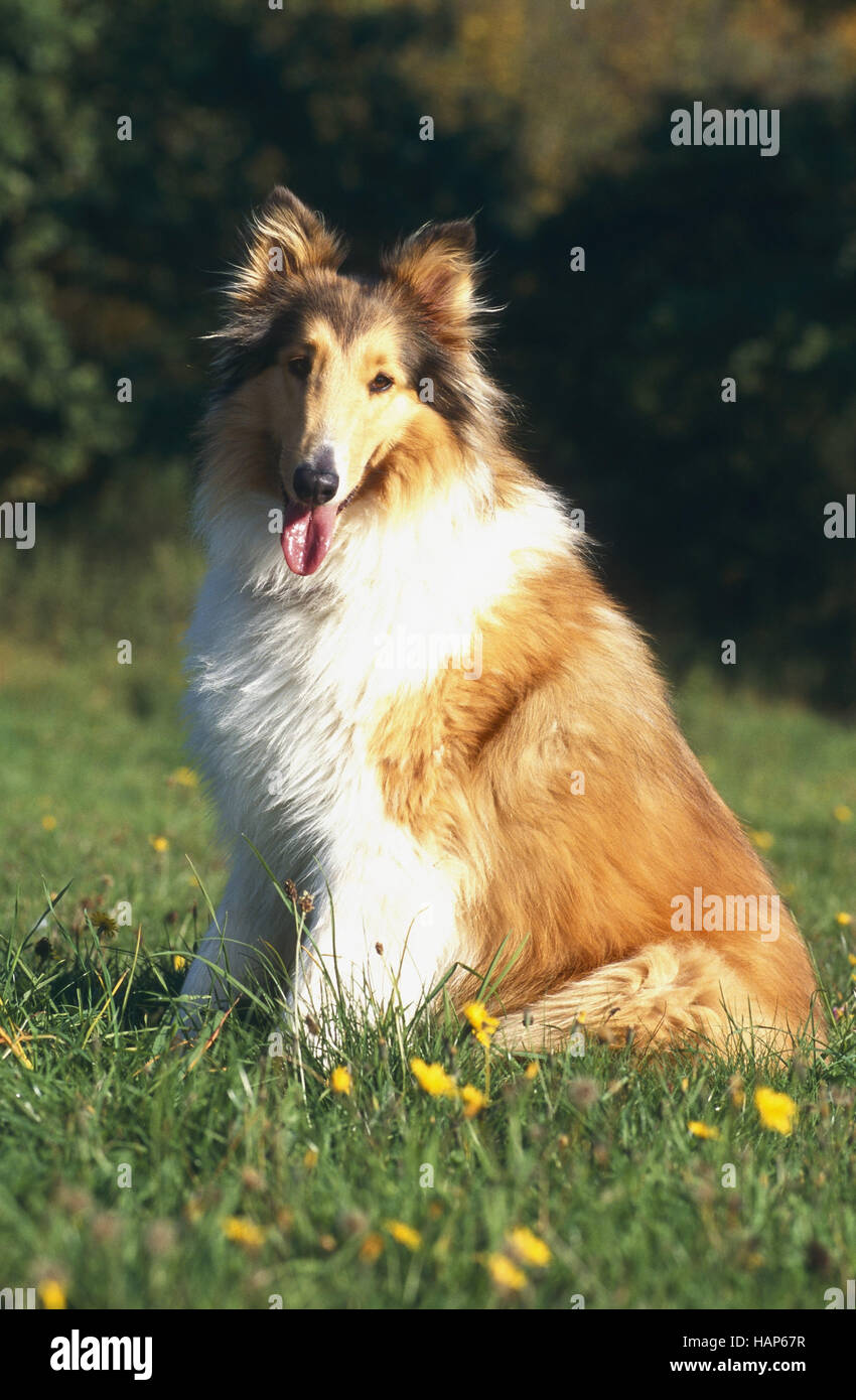 Collie Foto Stock