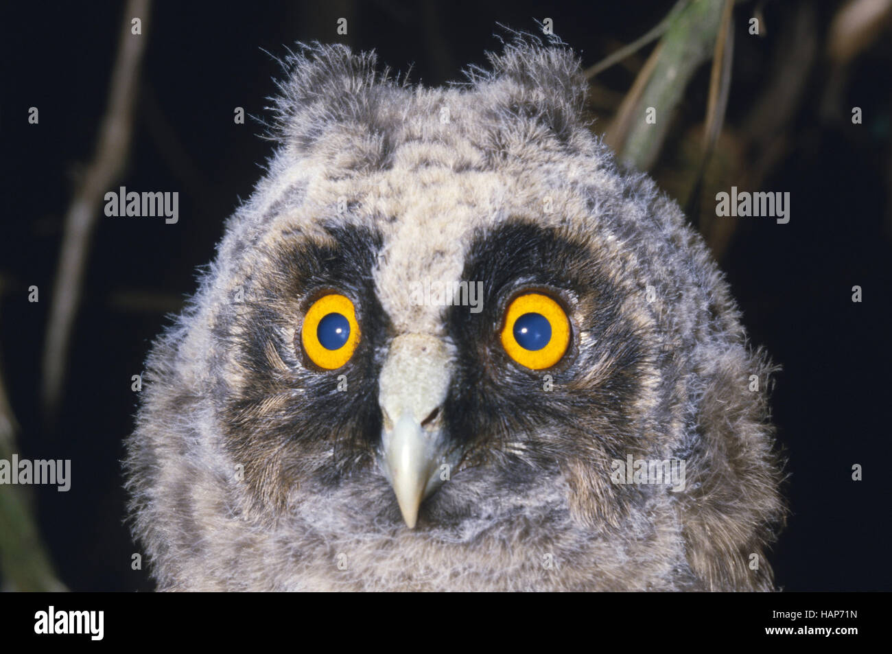 Waldohreule, Lond-eared Owl, asio otus Foto Stock