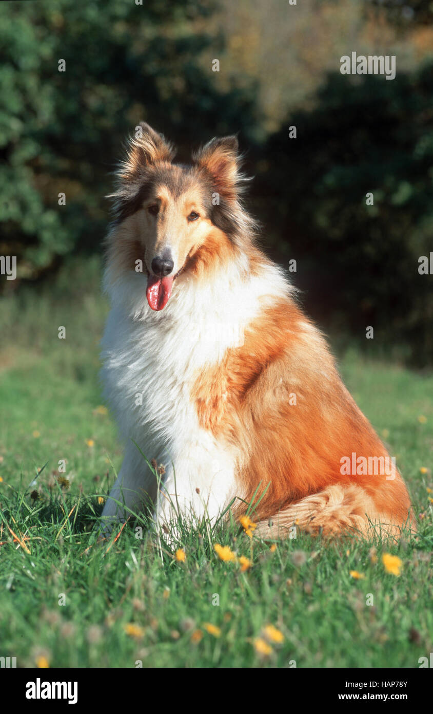 Rough Collie Foto Stock