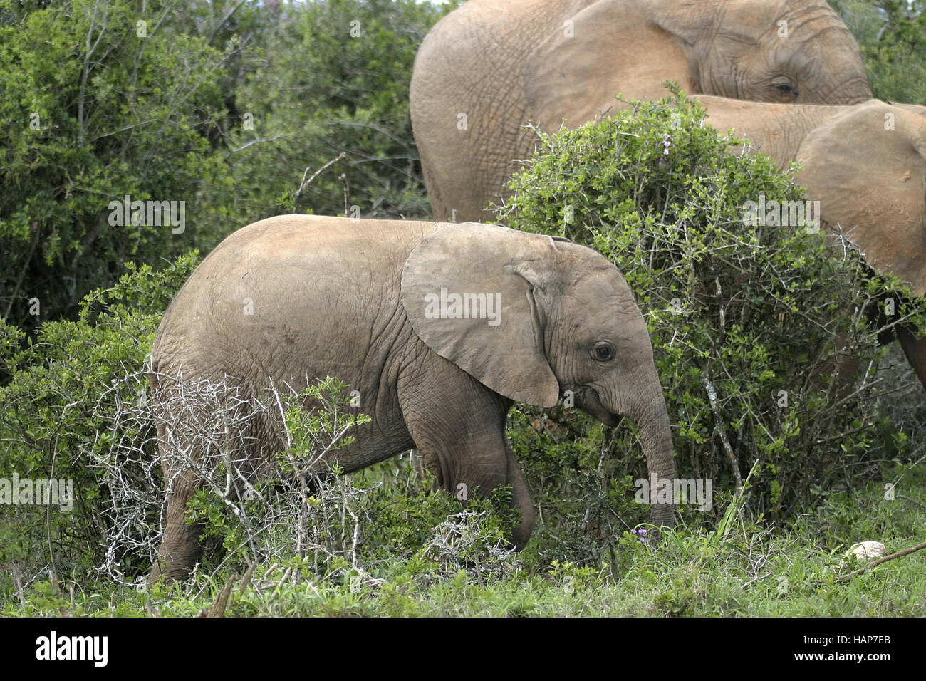 Elefanten, Junger Elefant, giovane elefante Foto Stock