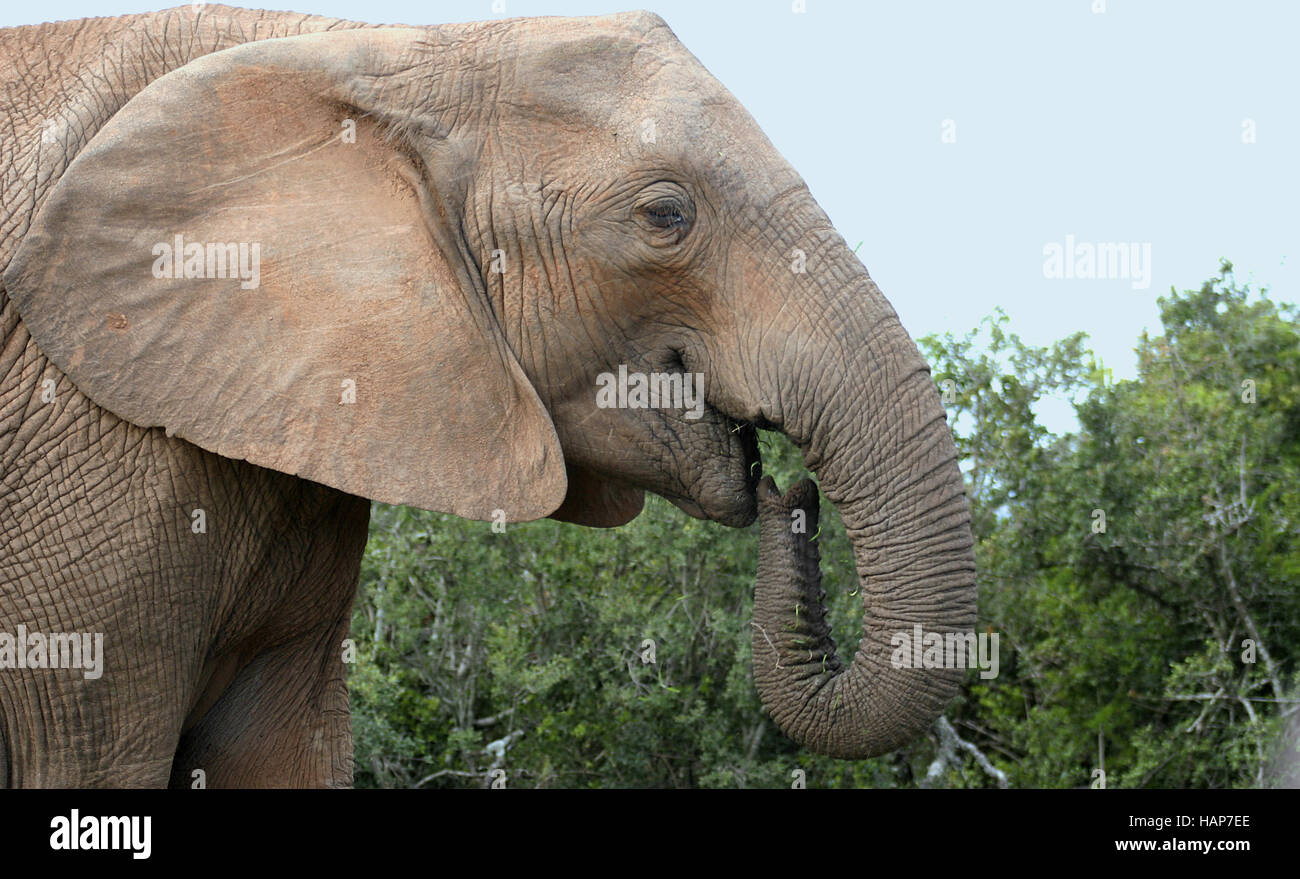 Elefanten, Elefant, elefante Foto Stock