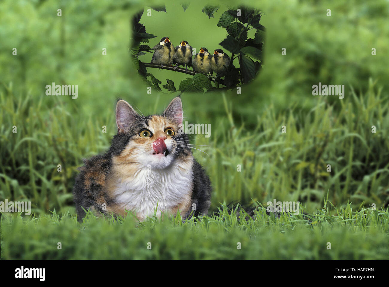 Gatto e uccelli / Katze und Voegel Foto Stock
