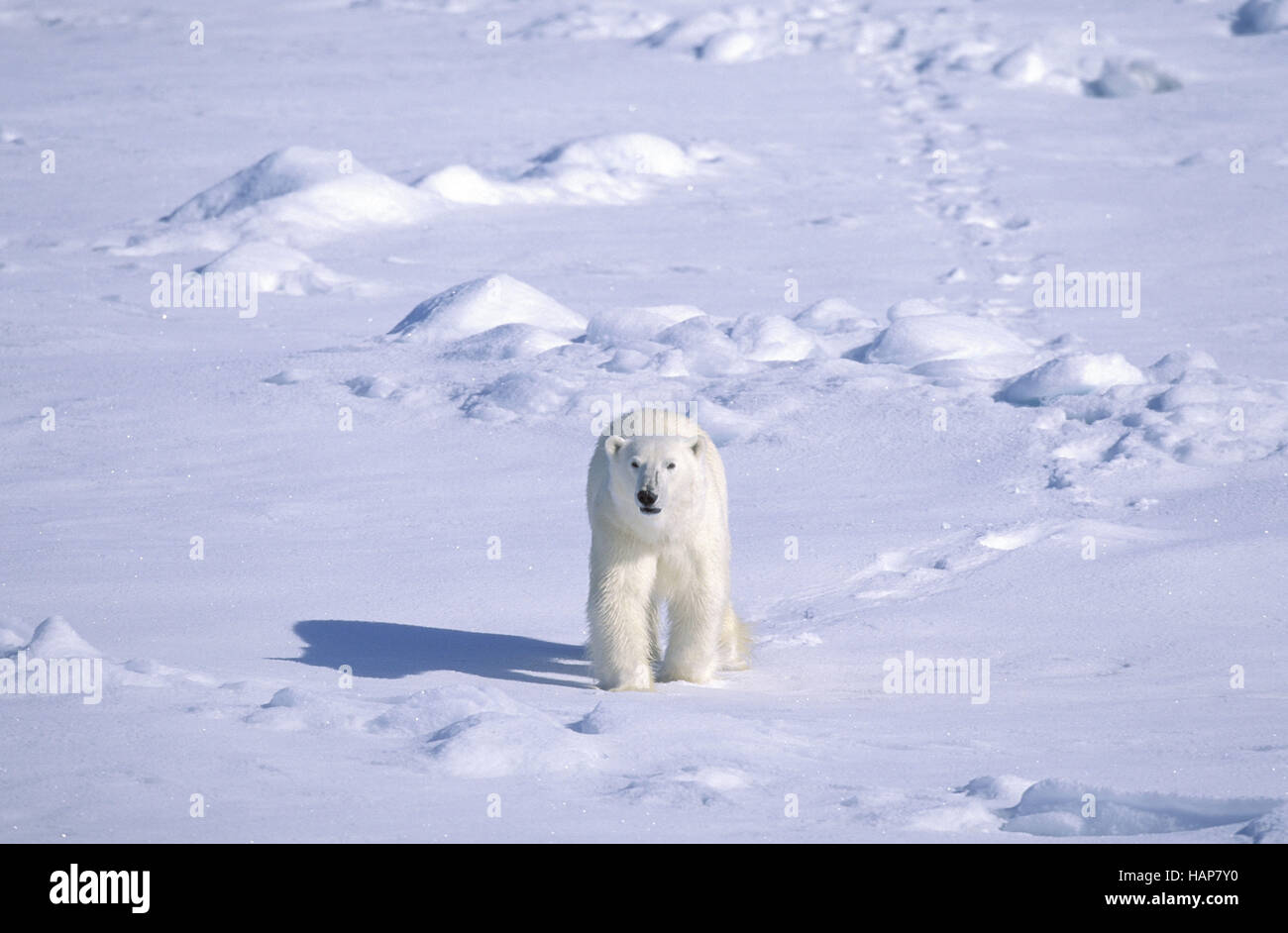 Polarbaer Foto Stock