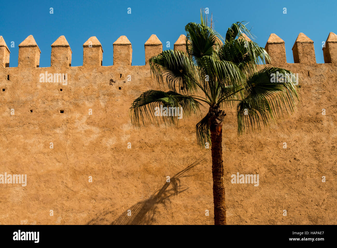 Grafica semplice foto della parete Medina di Rabat, vicino a Casablanca, Marocco. Con un albero di palma e il profondo blu del cielo del pomeriggio. Foto Stock