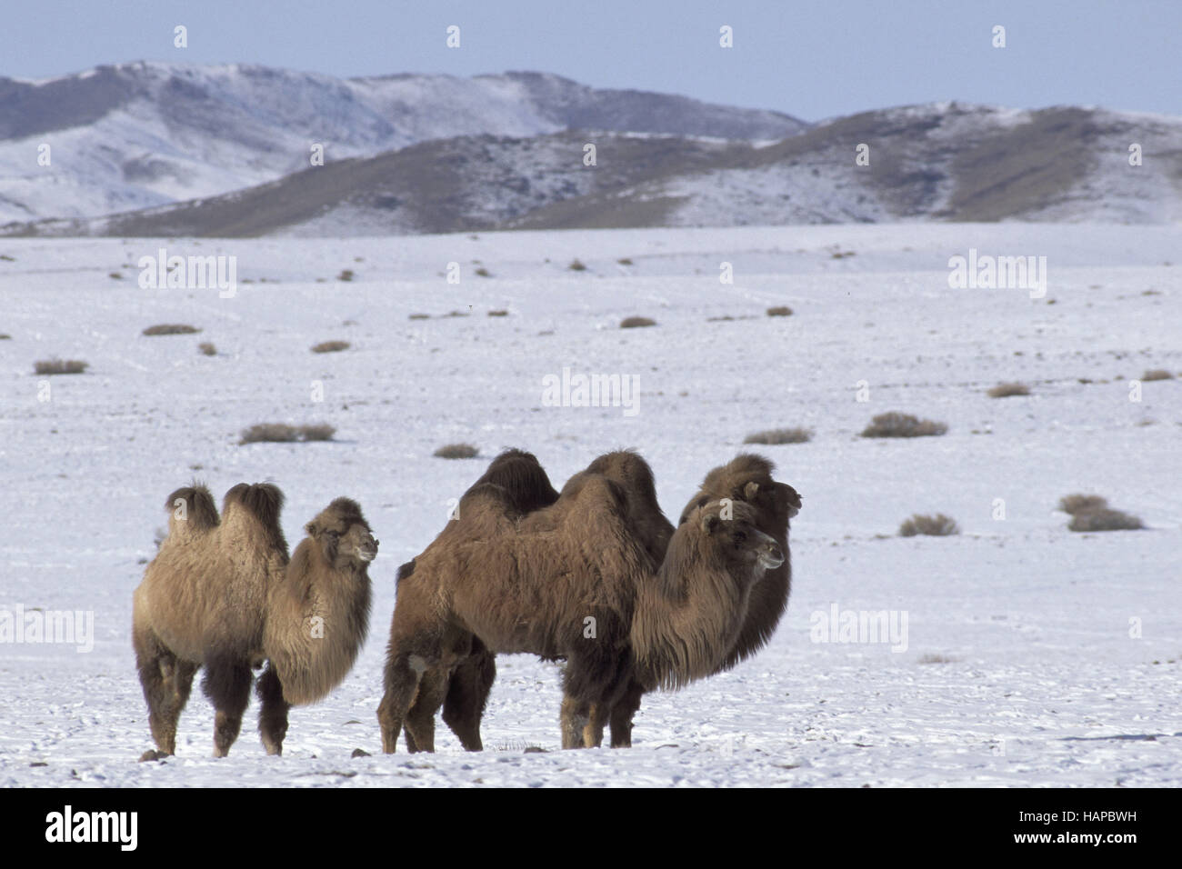 Due domestici humped Bactrian camel, Foto Stock