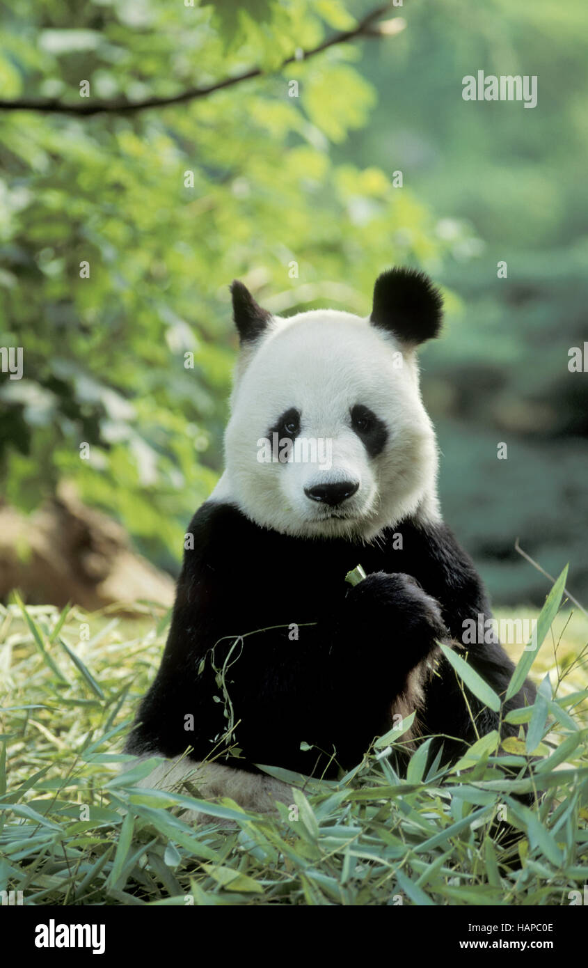 Panda gigante Foto Stock