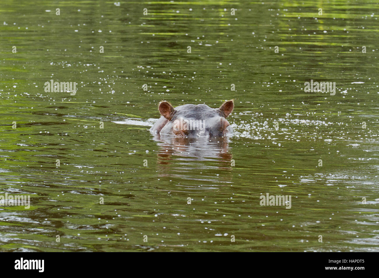 Ippopotamo in acqua Foto Stock